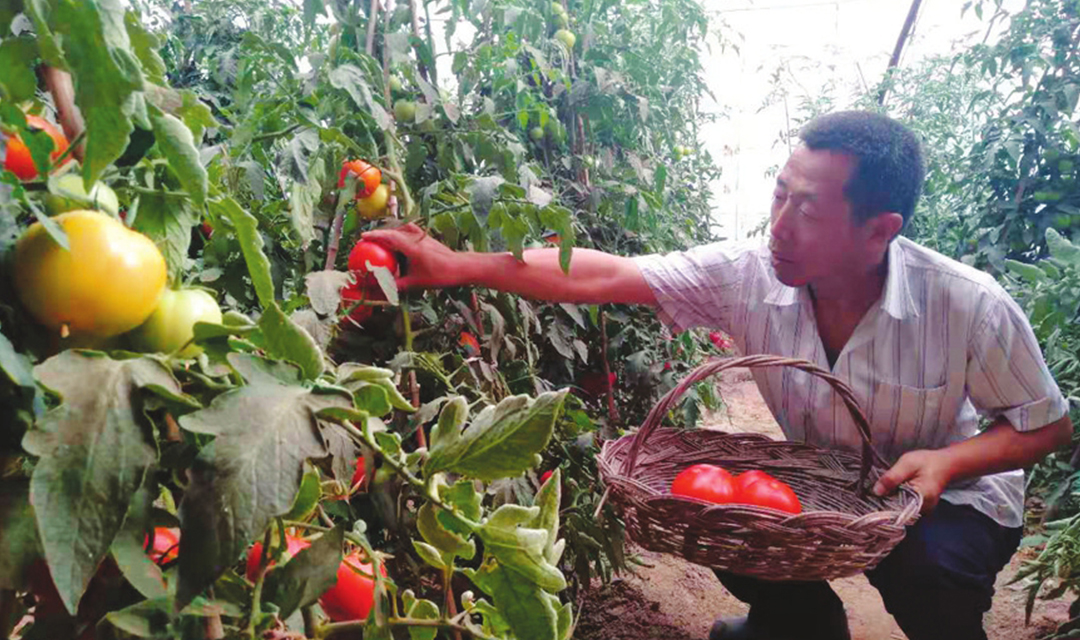 吴艾祥：还原蔬菜绿的本色