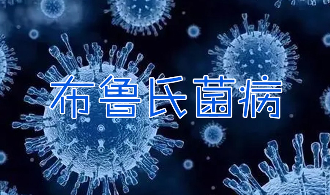 布鲁氏菌病