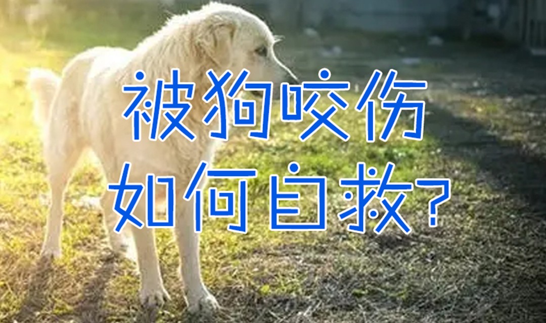 被狗咬伤如何自救？