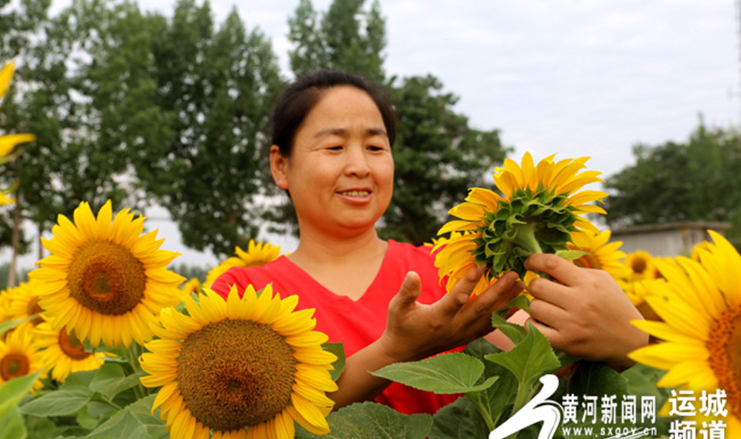 夏县：葵花朵朵向阳开