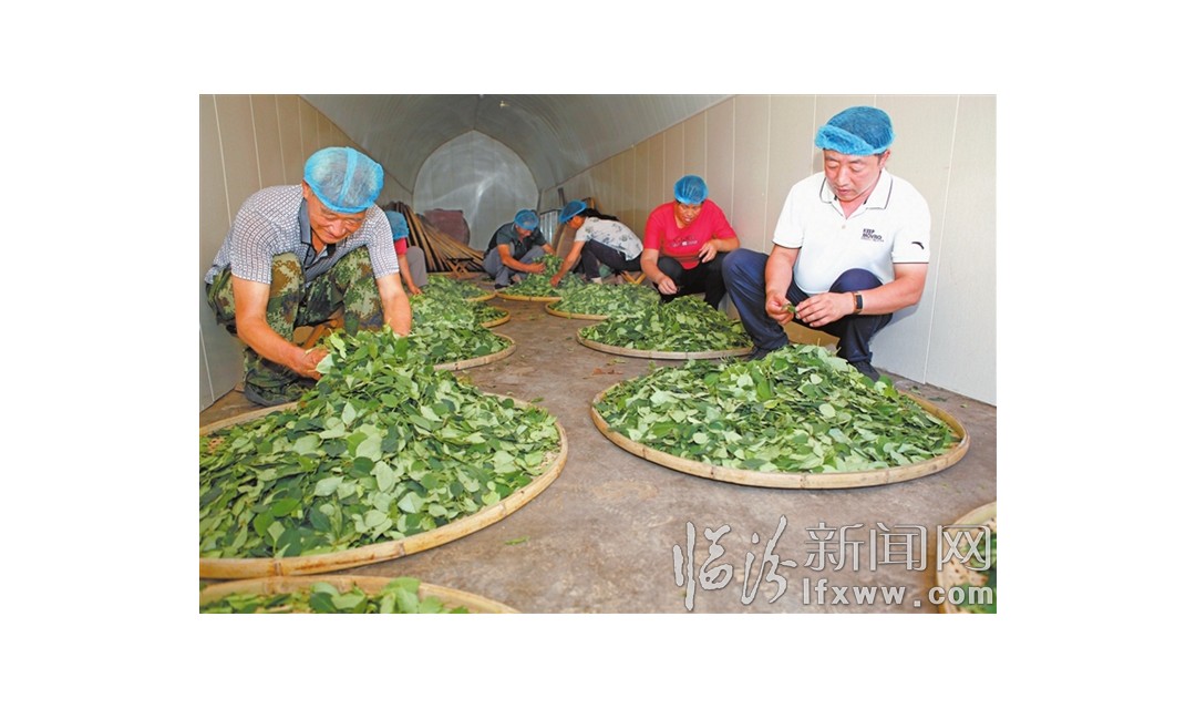 襄汾龙王庙村：大力发展连翘种植加工产业