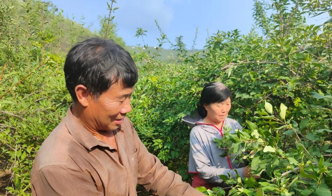 山西翼城：连翘产业后劲足 乡亲日子有奔头