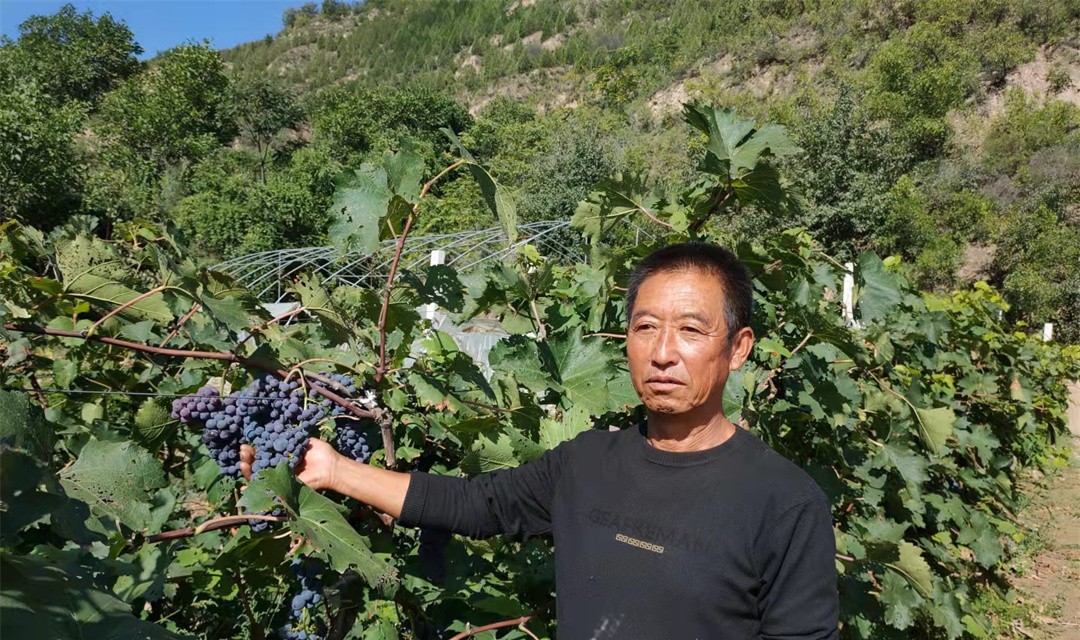 永和李进祥：退而不休再奉献 无公害蔬菜惹人爱