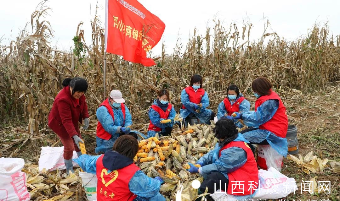 浮山农商银行：抢收玉米 减少损失