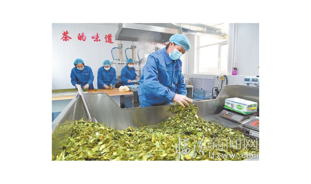 安泽：利用连翘资源 助推群众增收致富