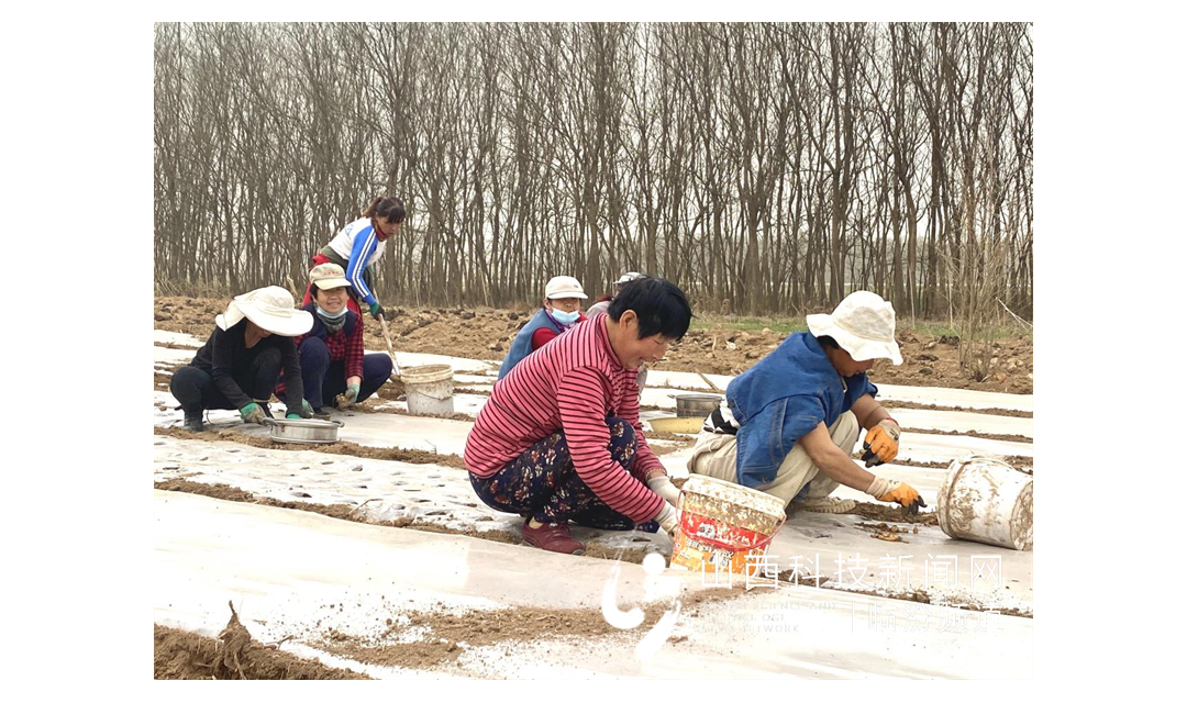 尧都农商银行：金融保障 科技护航 喜看春耕新气象