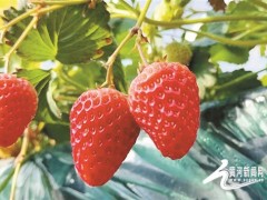 寿阳县丽馨农庄：点点手机能种菜 &ldquo;土大棚&rdquo;变&ldquo;科技棚&rdquo;