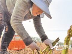 介休市张兰镇朱家堡村积极动员农民发展特色种植