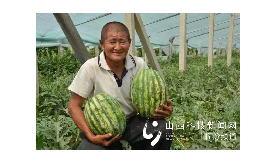 山西大宁县太古镇：&ldquo;甜王&rdquo;西瓜  富了农家