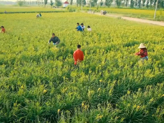 大同市云州区黄花长势旺 花农丰收忙