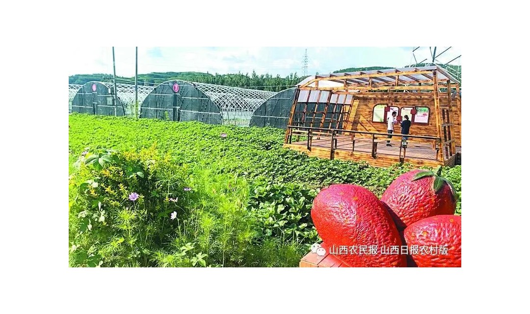 蒲县：产业联盟建起来 治理能力提上来