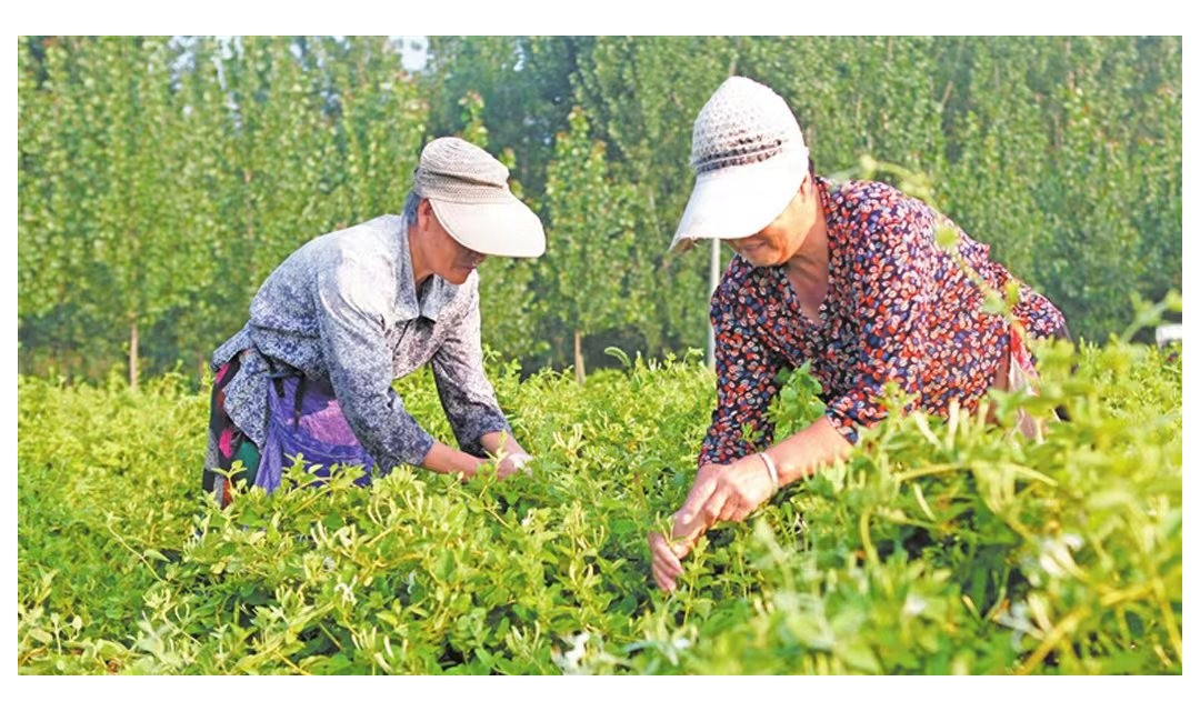 襄汾：发展中药材特色产业 带动群众持续增收