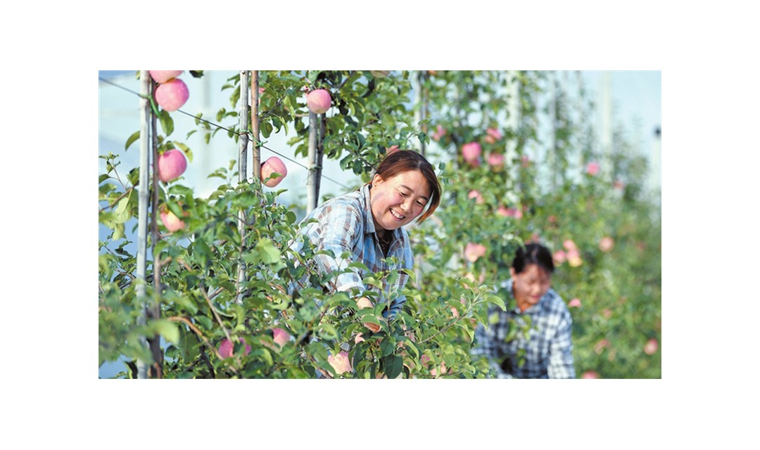 吉县：培育新品种 打造新标杆