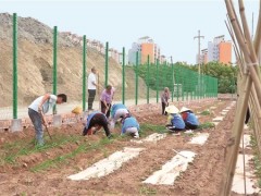 小菜园种出富民新风景
