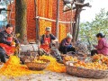 马泉沟村&ldquo;水化柿&rdquo;喜获丰收