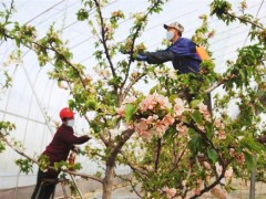 榆次区后沟村樱桃树上花朵挤满枝头