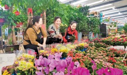 冬日到 鲜花俏