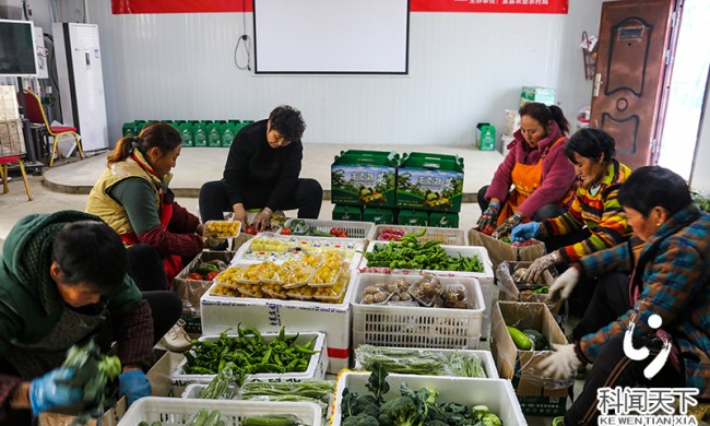 夏县：&ldquo;夏鲜&rdquo;生态蔬菜供应春节市场