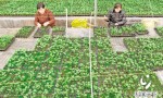 南大里乡蔬菜智慧产业园