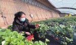 山西晋中国家农高区：多品种草莓上市引发采摘热