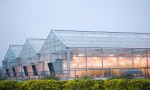 河津市柴家镇北原村：温室大棚忙春管 特色种植奔富路
