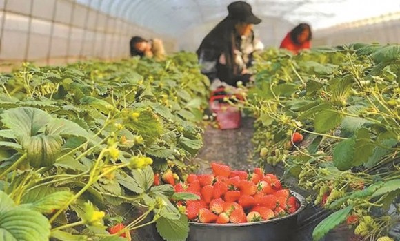 草莓红了采摘忙 乡村振兴产业旺
