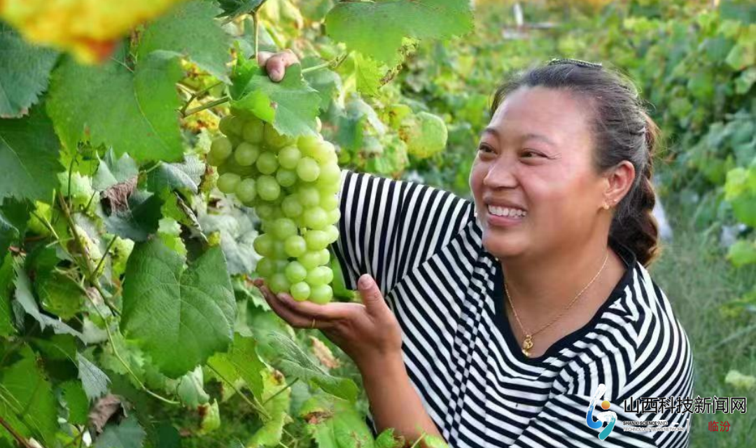 大山儿女竞风流  乡村振兴传佳话