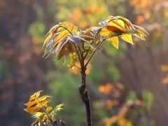 走进泽州这座小村庄的&ldquo;椿天&rdquo;