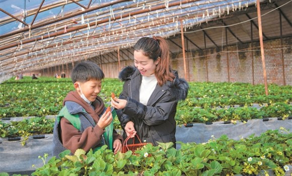早春草莓种植忙 观光采摘乐趣多