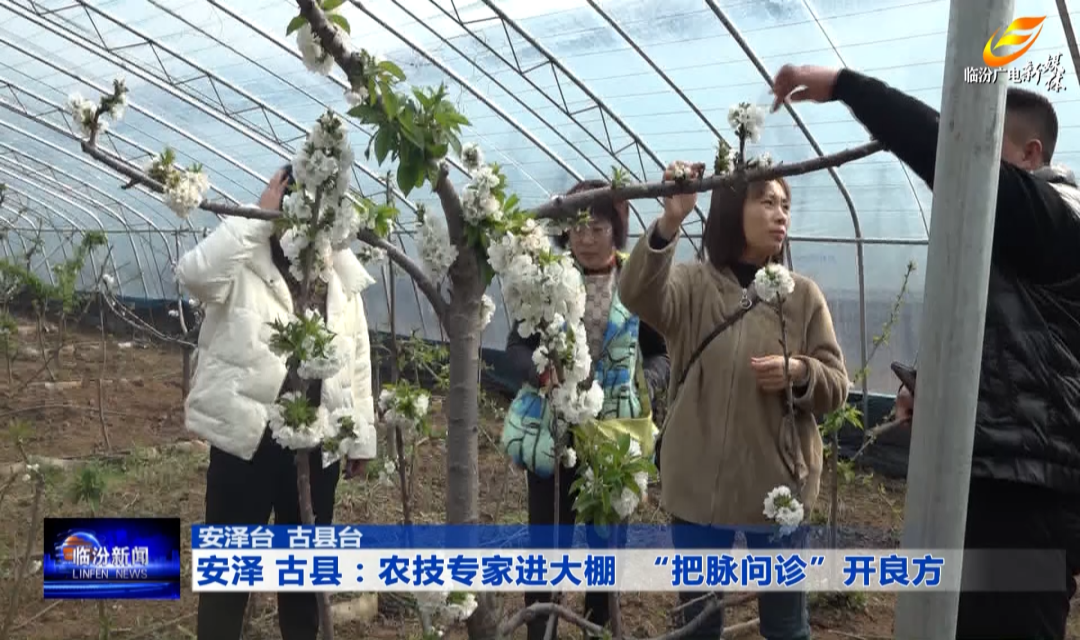安泽 古县：农技专家进大棚 &ldquo;把脉问诊&rdquo;开良方