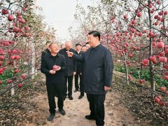 习近平：加快建设农业强国 推进农业农村现代化