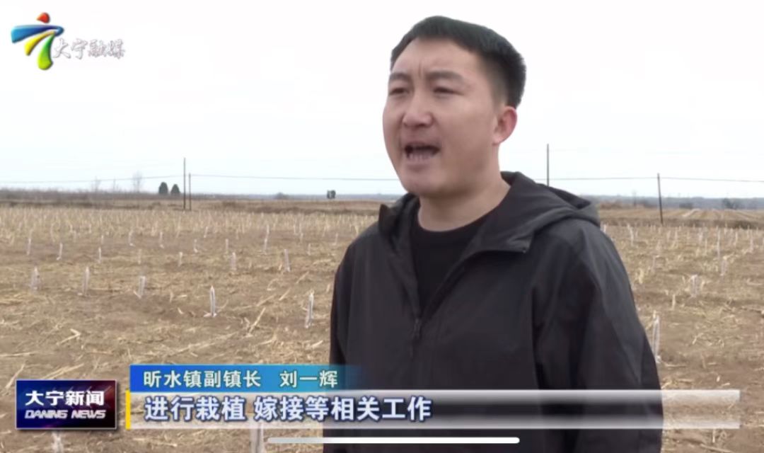 大宁县昕水镇：抢栽&ldquo;宁脆&rdquo;苹果树 念好产业&ldquo;致富经&rdquo;