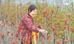 韩阳镇竹林村：香椿助力乡村振兴