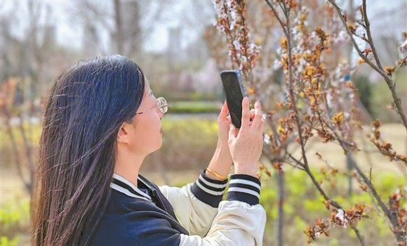 游人在介休市北坛公园拍摄盛开的春花