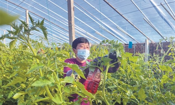 特色农业助增收 乡村振兴添活力  &mdash;&mdash;灵石县静升镇初心家庭农场探索农业产业发展新模式小记