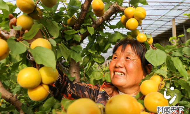 夏县：&ldquo;金太阳&rdquo;照亮村民&ldquo;杏&rdquo;福路