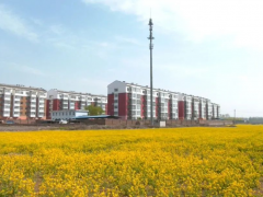 泽州县：油菜花开春意浓