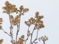 《乡村振兴谱新篇》金村镇郭背村：打造&ldquo;一村一品&rdquo; 赋能&ldquo;香椿&rdquo;振兴