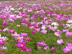 泽州县金村镇东六庄村：芍药花开&ldquo;俏&rdquo;动乡村振兴