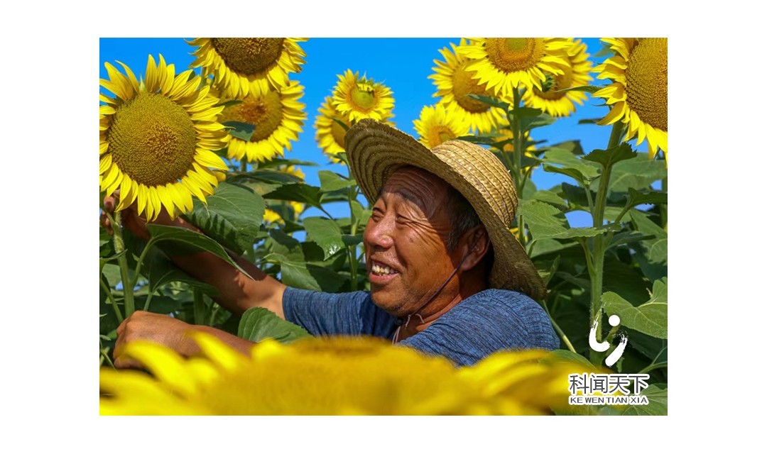 夏县：葵花朵朵开   增收新希望