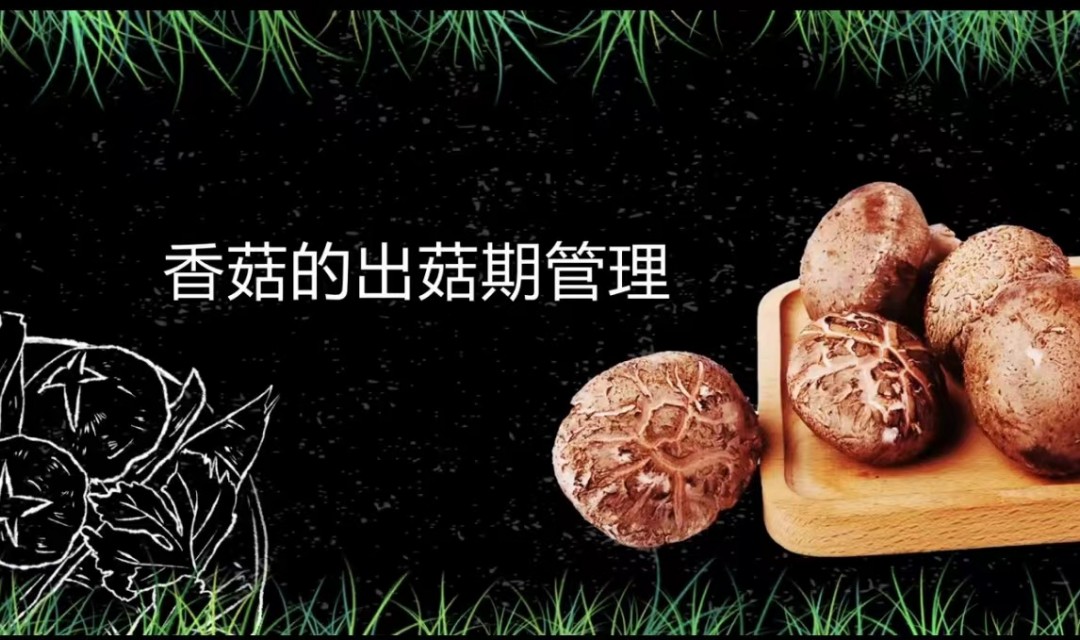 香菇的出菇期管理