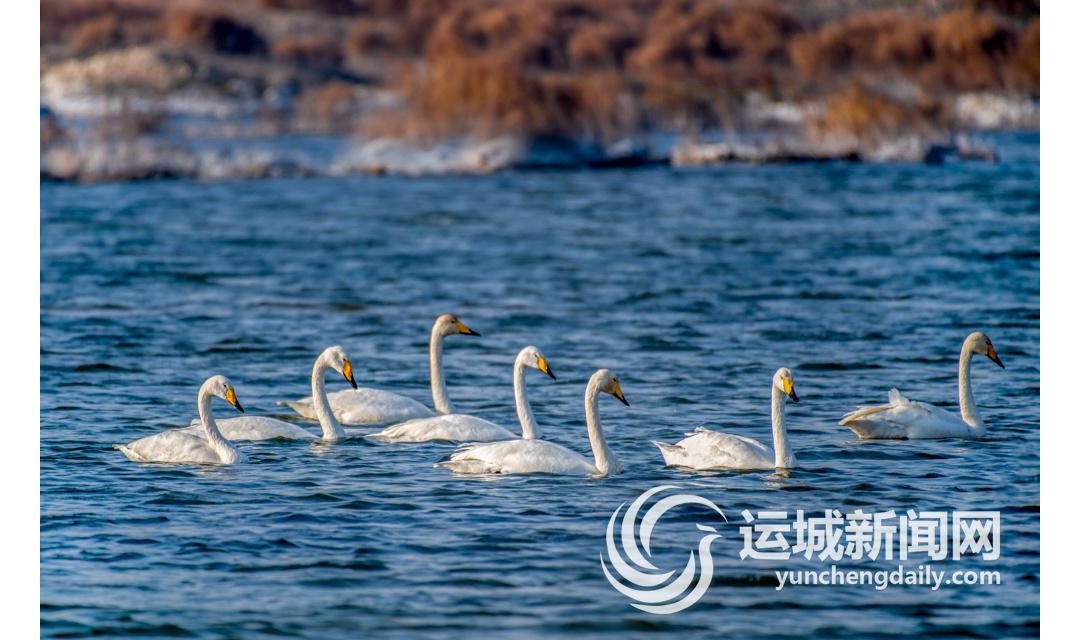 盐湖迎来越冬大天鹅 ​今冬首批 近年最多