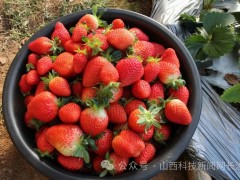 长子县：小草莓映红乡村&ldquo;莓&rdquo;好生活