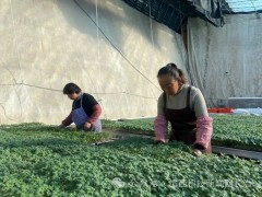 长子县：温室大棚育苗忙 育出增收新希望