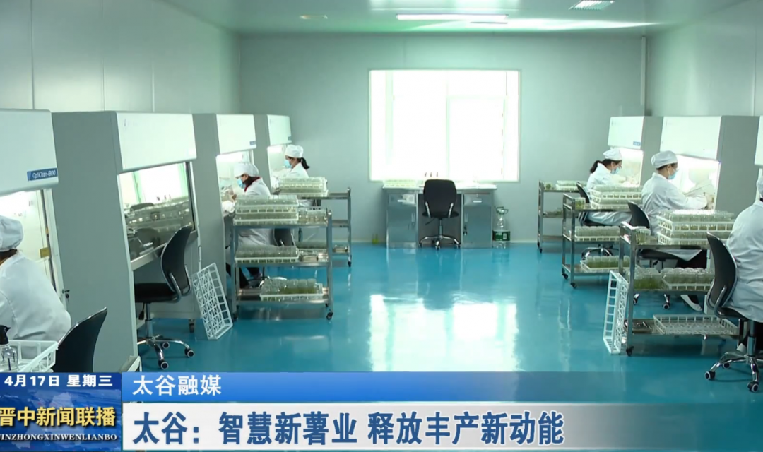 太谷：智慧新薯业 释放丰产新动能
