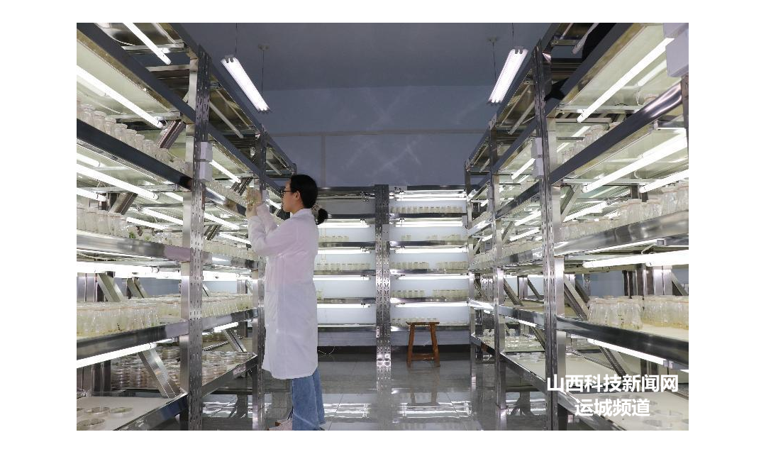 山西农业大学棉花研究所：科研人员潜心研究 致力农业发展
