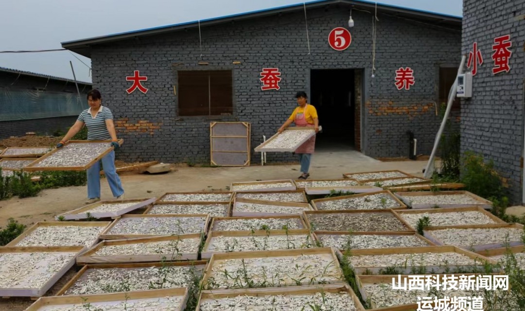 山西夏县:栽桑养蚕助力乡村全面振兴