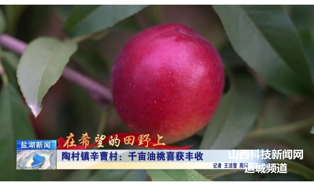 在希望的田野上丨陶村镇辛曹村：千亩油桃喜获丰收