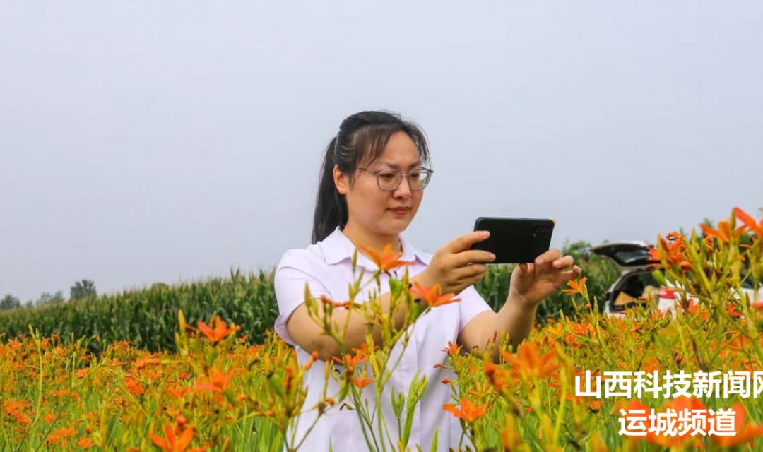 夏县:射干花盛开