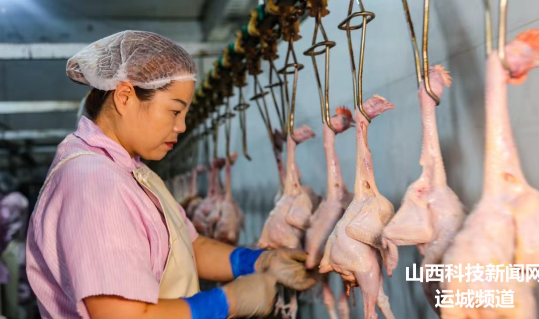 夏县:鸡产业做大做强  &ldquo;家门囗&rdquo;就业稳靠